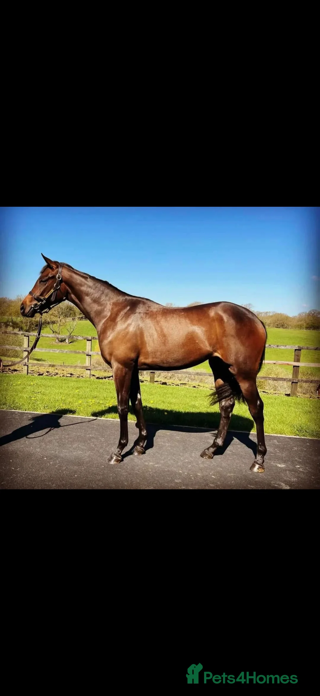 English Thoroughbred horses for sale: Dolly looking for new home in Cullompton - Advert 1