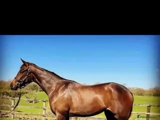 English Thoroughbred horses Dolly looking for new home in Cullompton - Advert 3