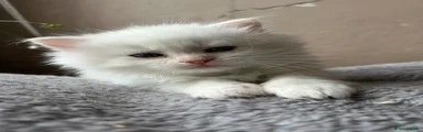 Cloud