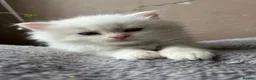 Siberian cats for sale: Neva Masquerade kittens  - Advert 3