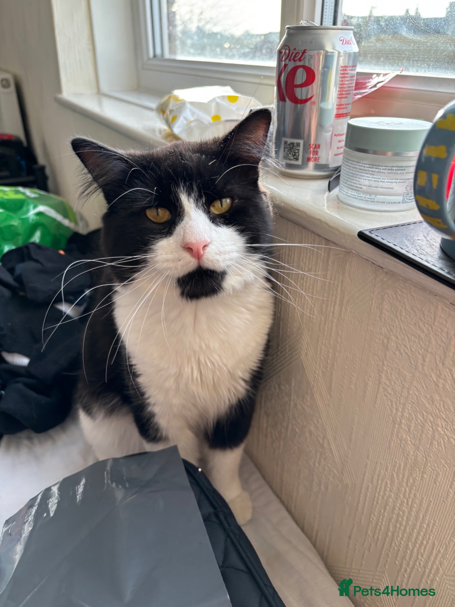 Mixed Breed cats x2 Adult Cats for Rehoming Male+Female (Together) - Advert 11