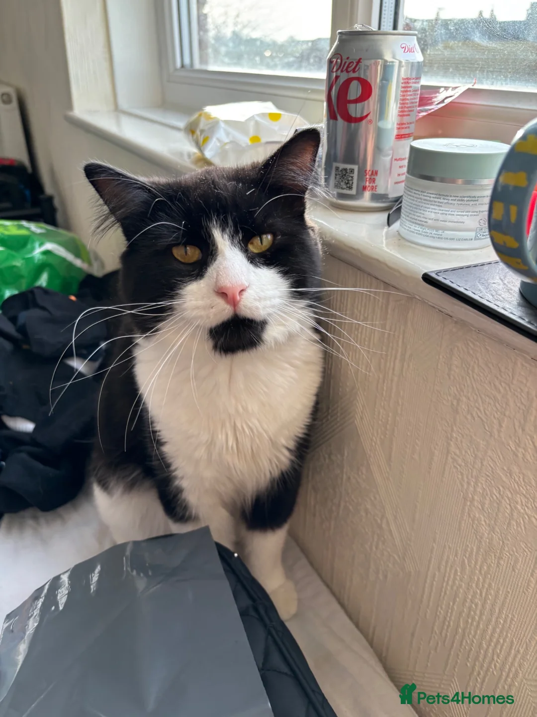 Mixed Breed cats for sale: x2 Adult Cats for Rehoming Male+Female (Together) - Advert 1
