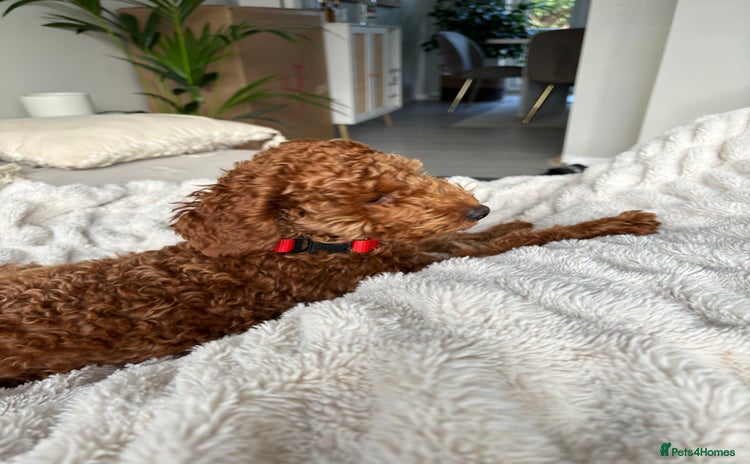 Toy Poodle dogs - Advert 2