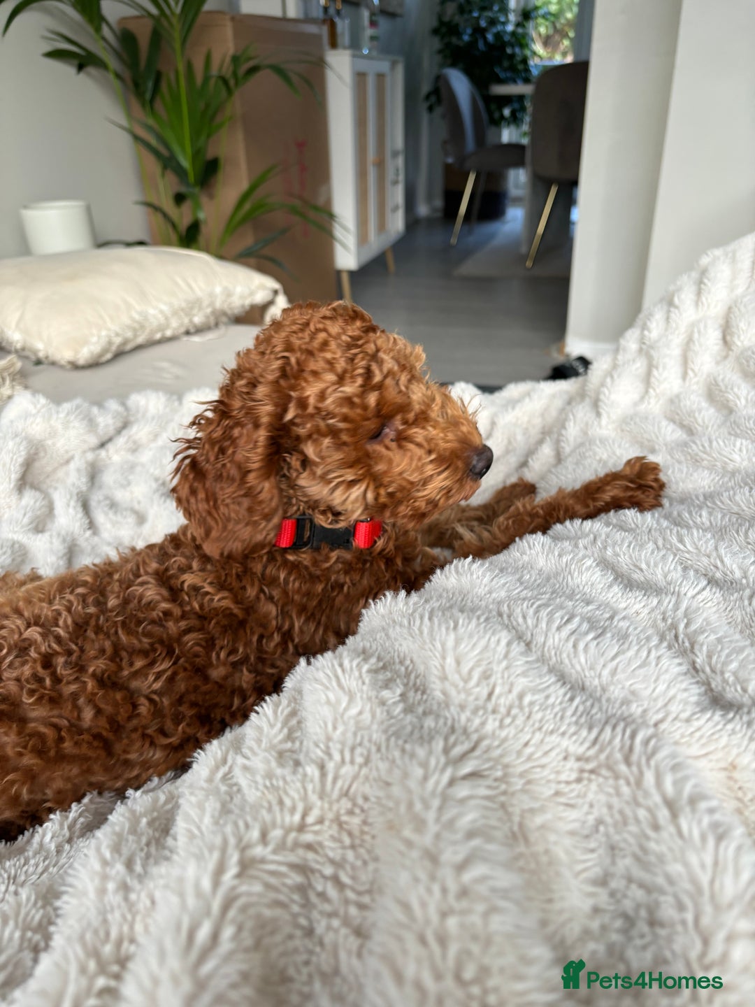 Toy Poodle dogs for sale: Red toy poodle  - Image 1