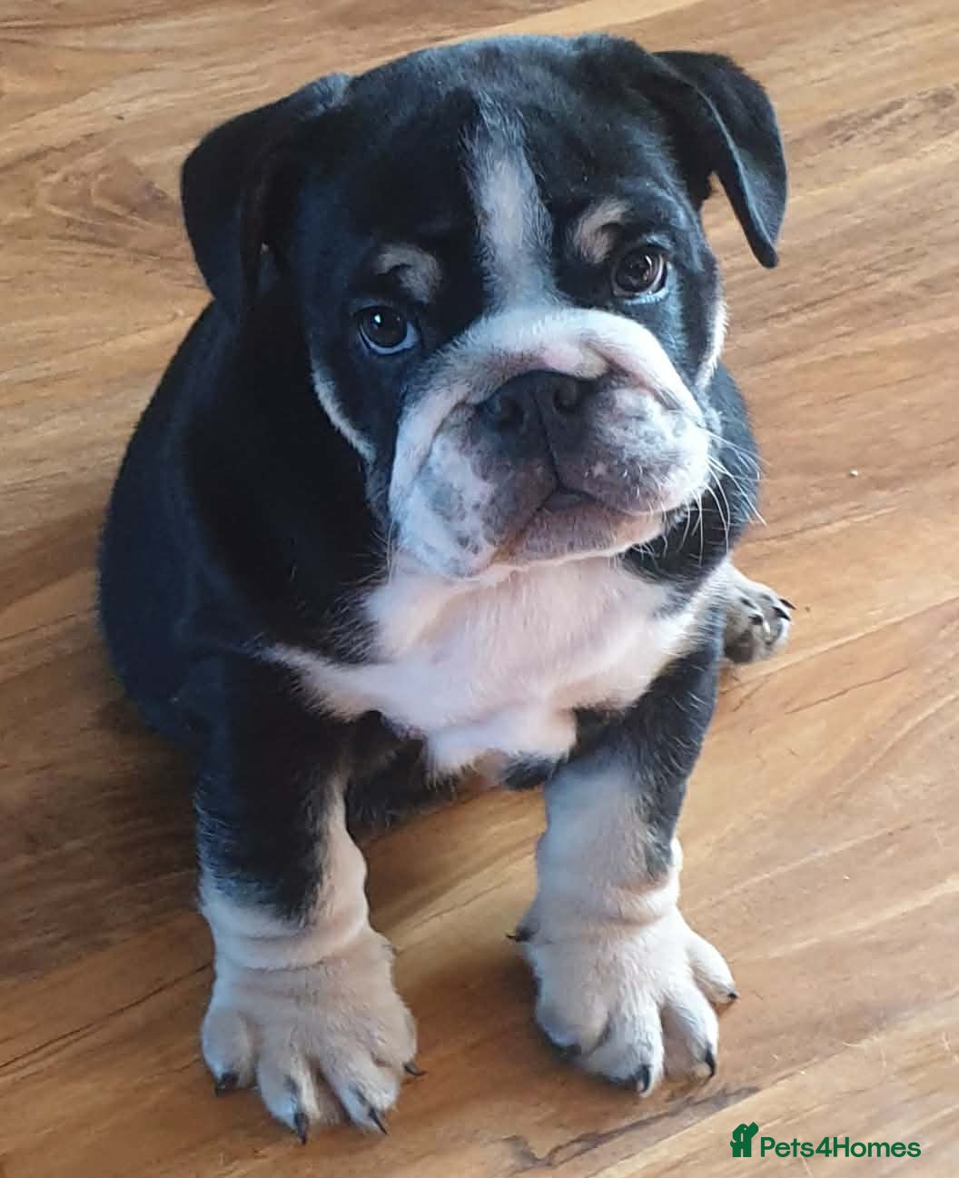 English Bulldog dogs Black tri english bulldog  - Advert 2