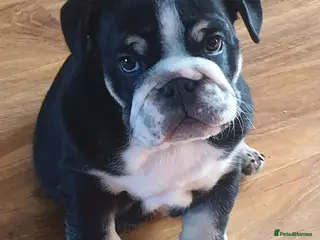 English Bulldog dogs Black tri english bulldog - Advert 2