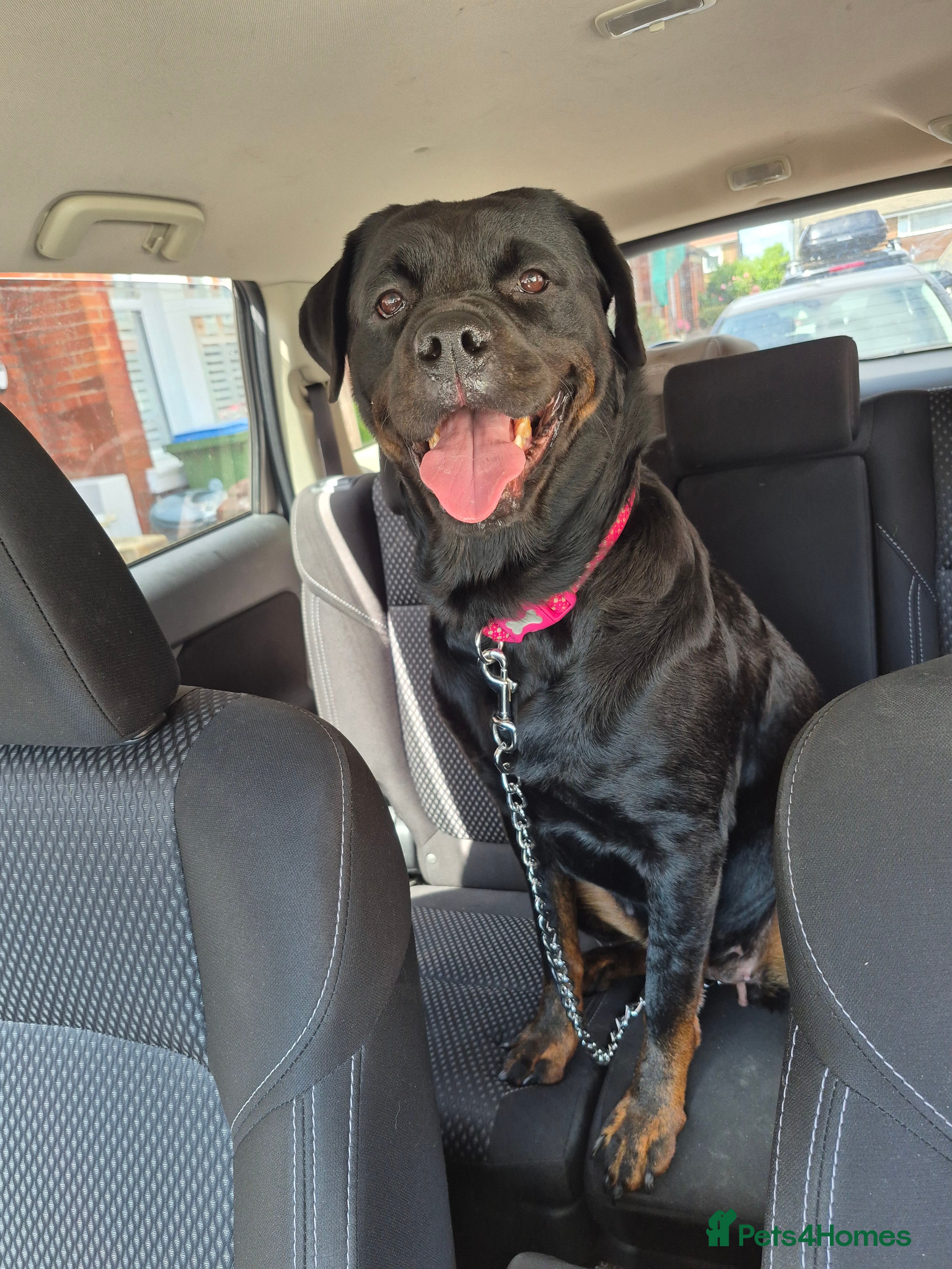 Rottweiler dogs Looking for a stud for my female rottweiler  - Advert 4