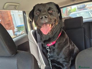 Rottweiler dogs - Advert 1