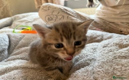 Maine Coon cats for sale: 4 gorgeous girl cats  - Image 6