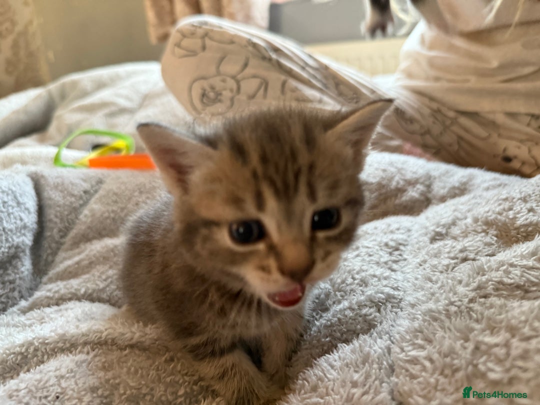Maine Coon cats for sale: 4 gorgeous girl cats  - Image 6