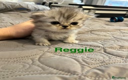 Persian cats for sale: Gorgeous litter of 6 PKD Negative Persian kittens - Image 16