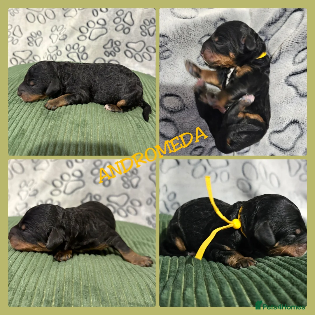 Bernedoodle dogs for sale: Stunning Bernedoodles💕DNA Health Tested Parents ! - Advert 21