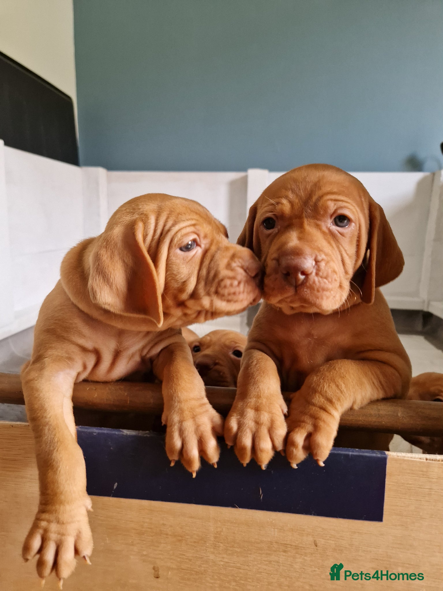 Hungarian Vizsla dogs Hungarian vizsla KC puppies for sale - Advert 16