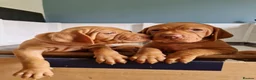 Hungarian Vizsla dogs for sale: READY TO LEAVE ,. 4 Beautiful girls left. - Advert 12