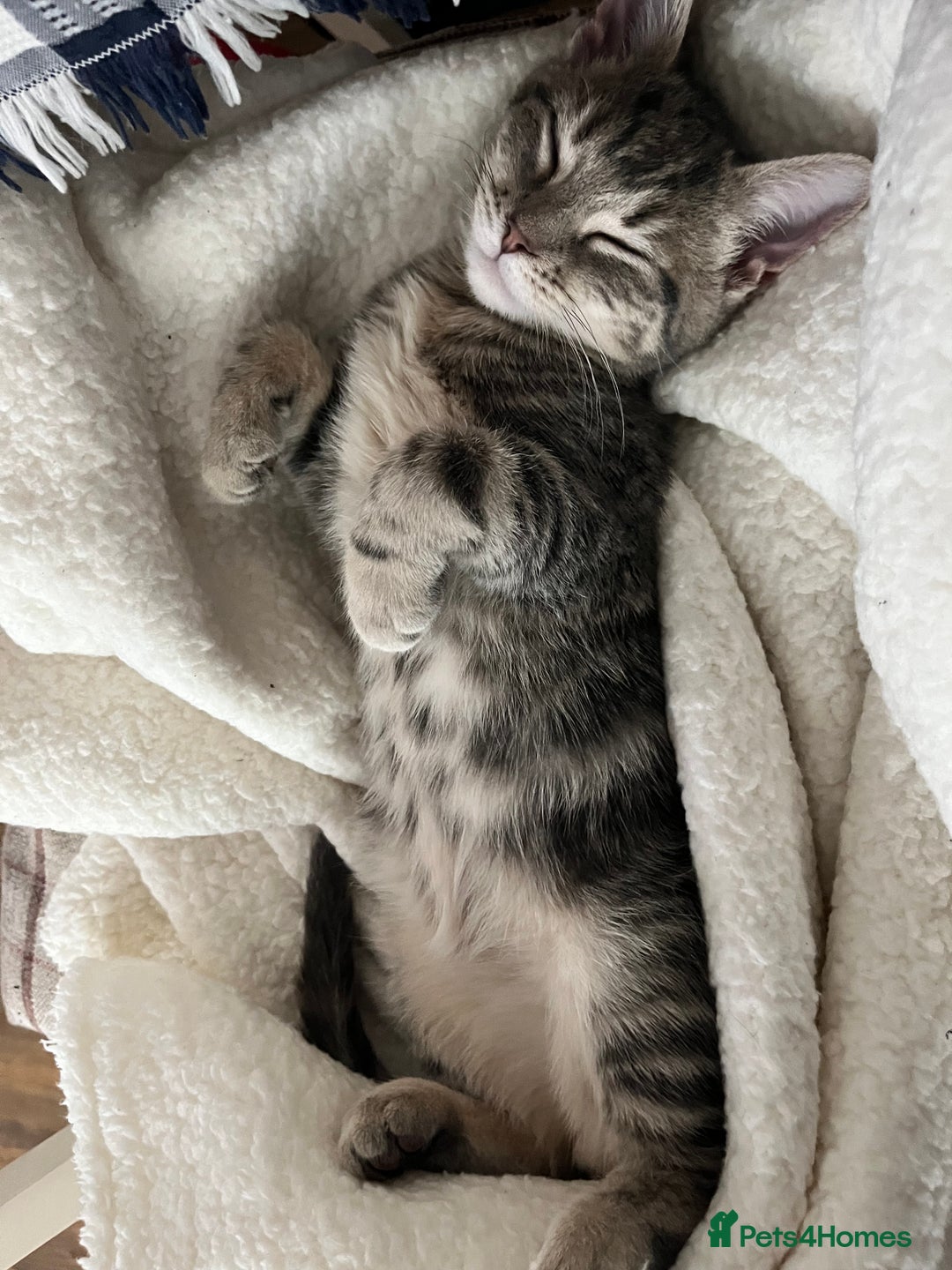 American Shorthair cats for sale: 16 weeks old kitten - Advert 4