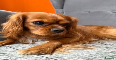 Cavalier King Charles Spaniel dogs - Advert 11