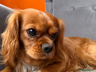 Cavalier King Charles Spaniel dogs - Advert 12