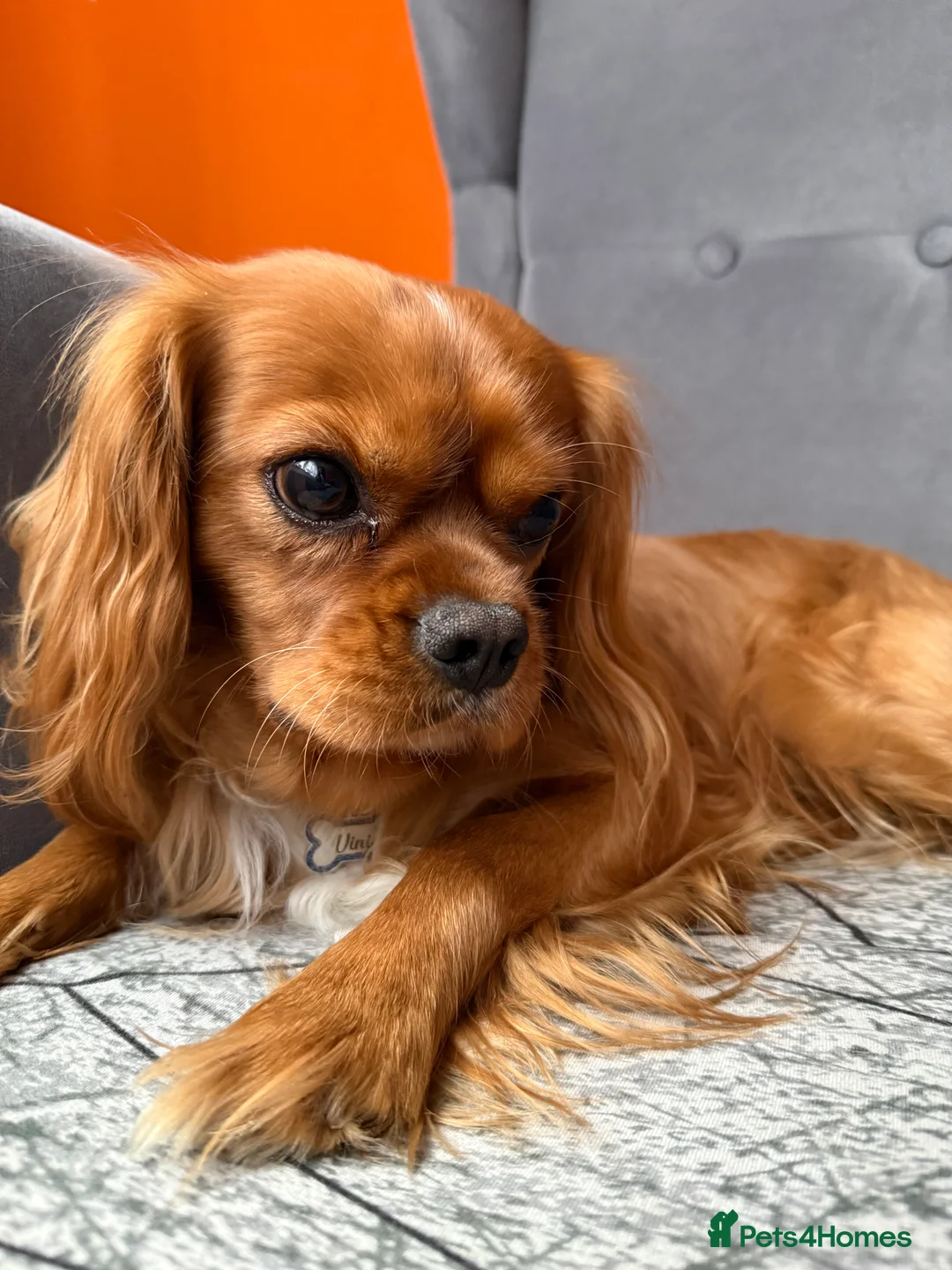 Cavalier King Charles Spaniel dogs for stud: Ruby Cavalier King Charles Spaniel for Stud - Advert 5