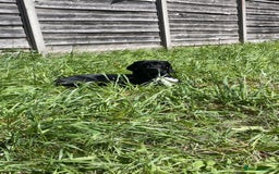 Mixed Breed dogs for sale: Loving home needed - Image 2