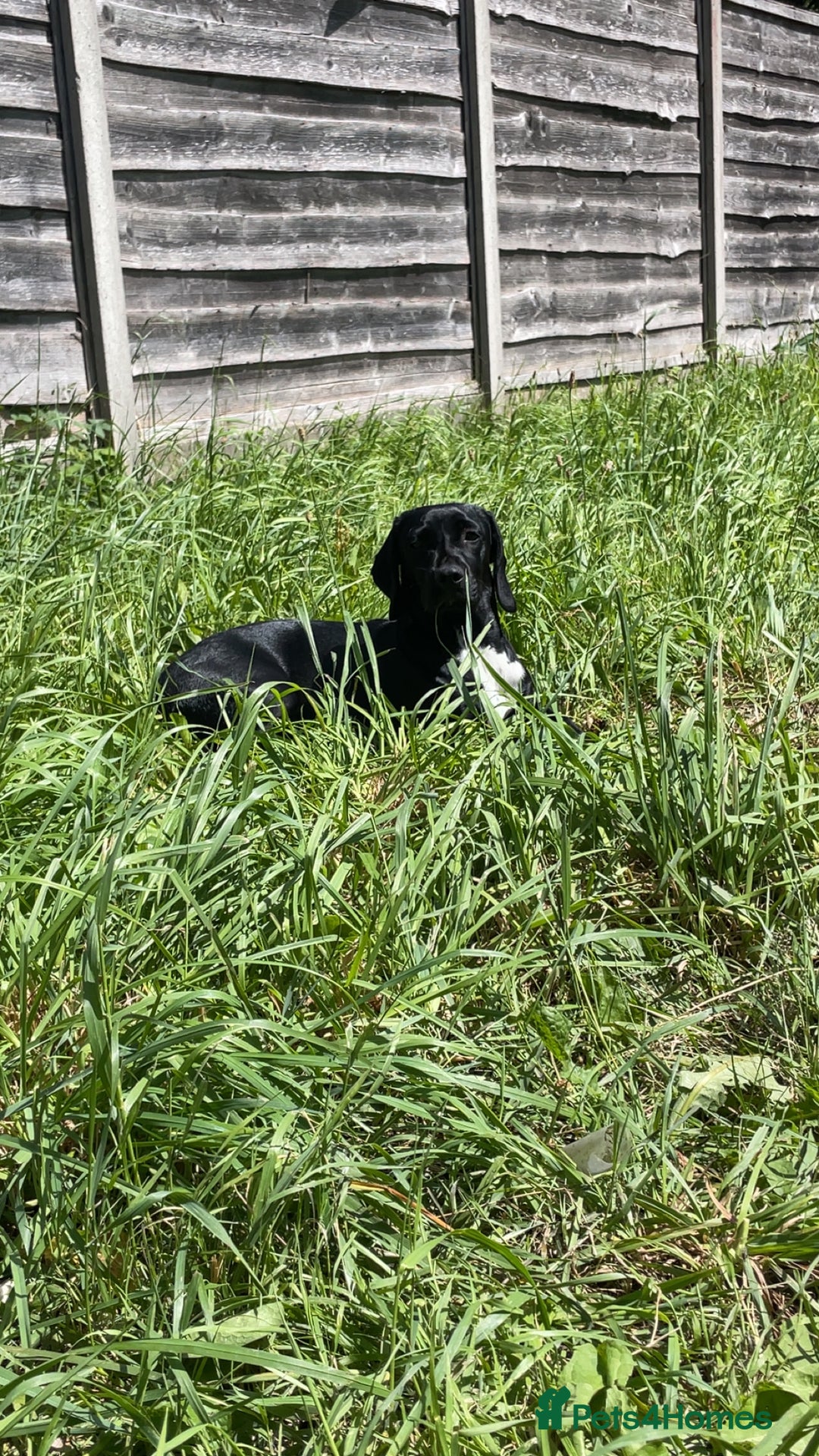 Mixed Breed dogs for sale: Loving home needed - Image 2