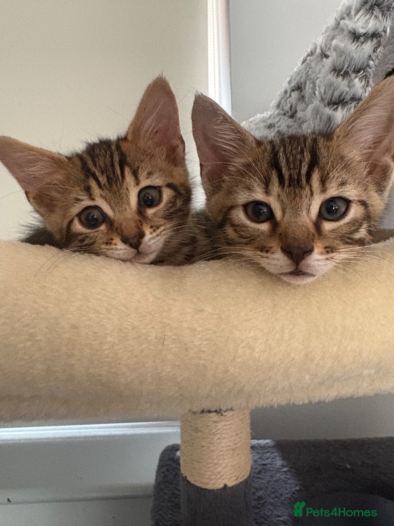 Bengal cats 🐾Stunning Bengal Kittens ready for Loving Homes🐾 - Advert 17