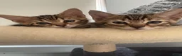 Bengal cats for sale: 🐾Stunning Bengal Kittens ready for Loving Homes🐾 - Advert 13