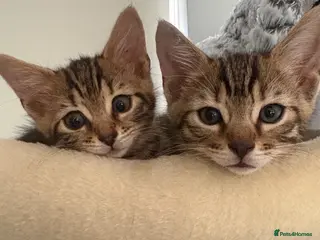 Bengal cats 🐾Stunning Bengal Kittens ready for Loving Homes🐾 - Advert 8