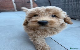 Miniature Poodle dogs for sale: Miniature poodle puppies ready now  - Image 6