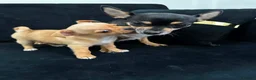 Mixed Breed dogs for sale: Chihuahua puppy in Birmingham - Advert 1