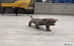 Olde English Bulldogge dogs for sale: Top quality olde English bulldogs - NEBBER REG - Advert 15