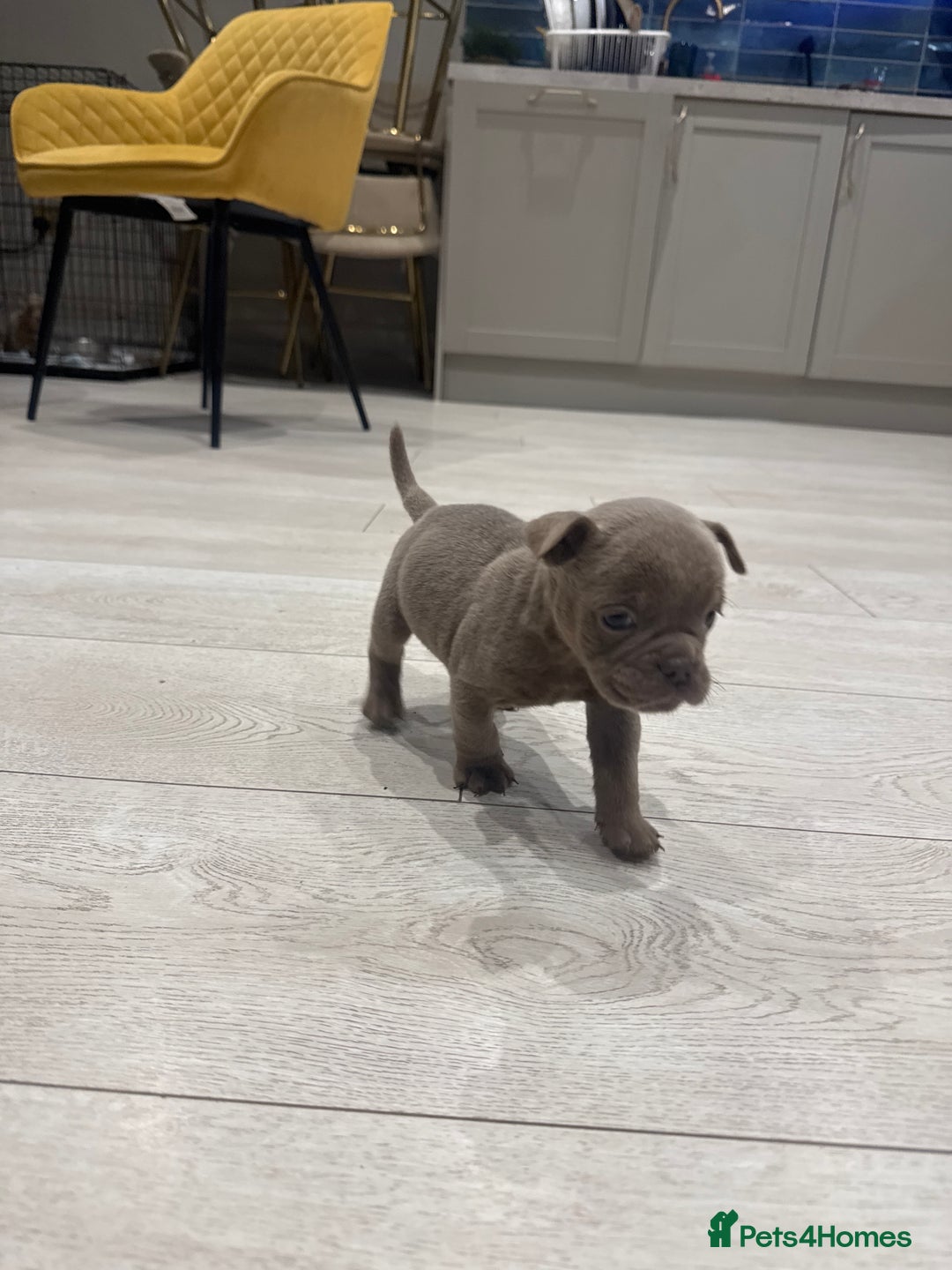 Olde English Bulldogge dogs for sale: Top quality olde English bulldogs - NEBBER REG - Advert 15