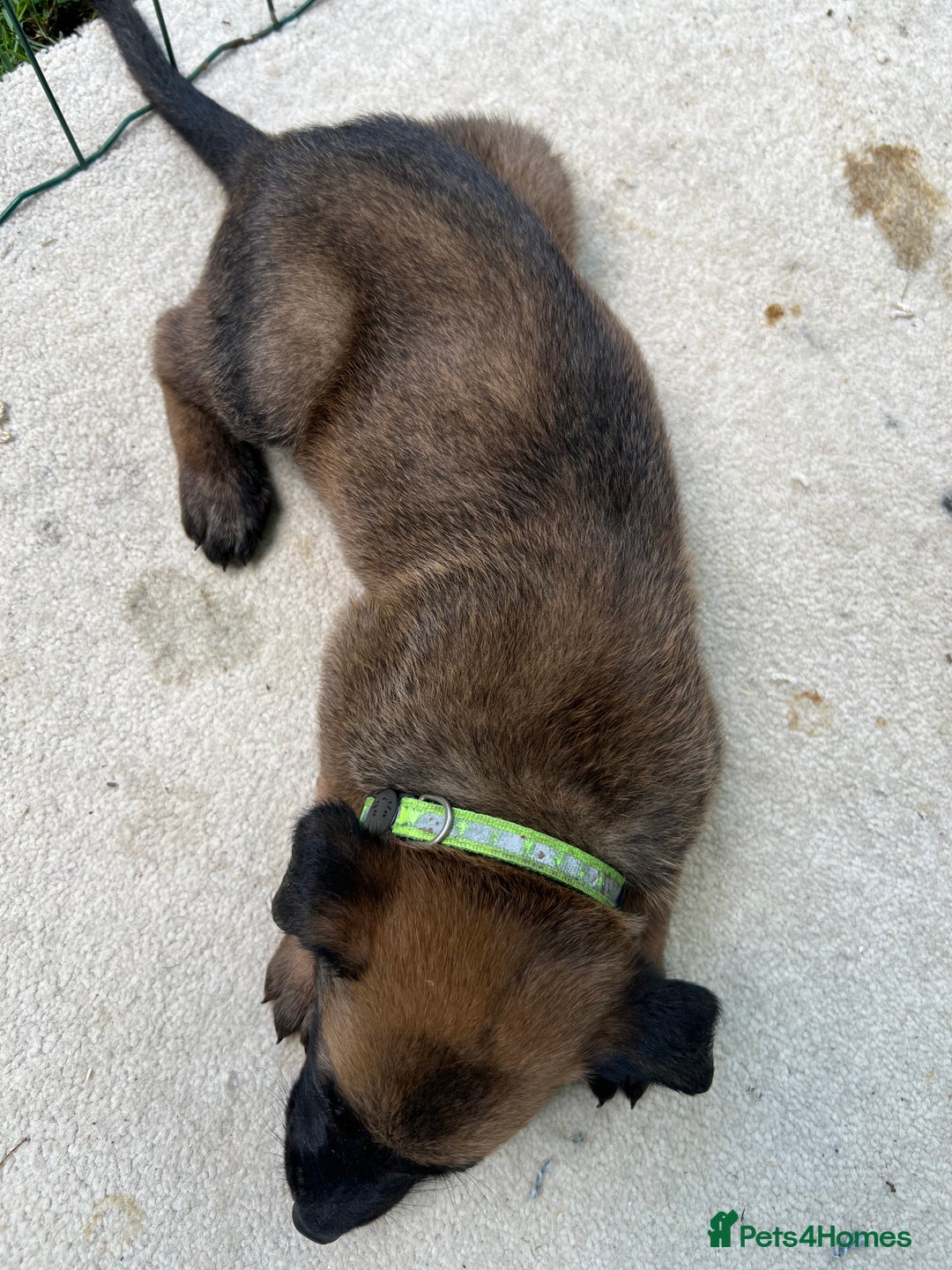 Belgian Shepherd Dog dogs for sale: 🐶Belgian Malinois Shepherd🐶 working dogs in Esher - Image 10