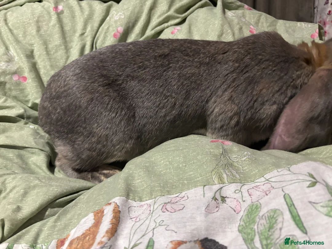 English Lop rabbits for sale: Female English lops  - Advert 3