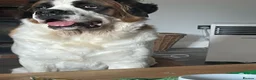 Saint Bernard dogs for sale: Female Saint Bernard  - Advert 4