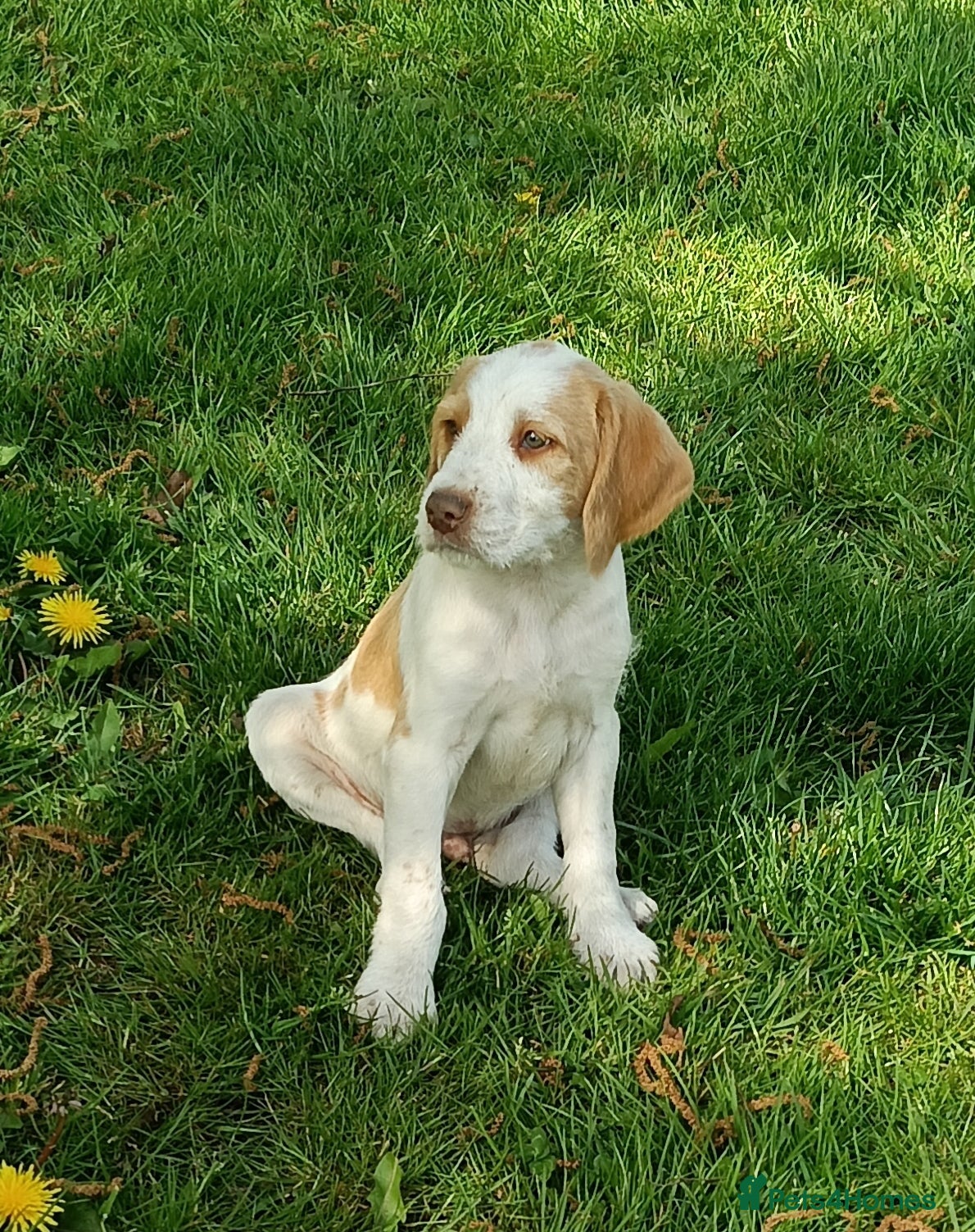 Mixed Breed dogs Rare original Fenlander puppies  - Advert 1