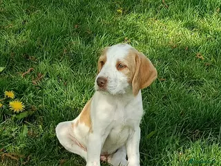 Mixed Breed dogs for sale: Rare original Fenlander puppies - Advert 1