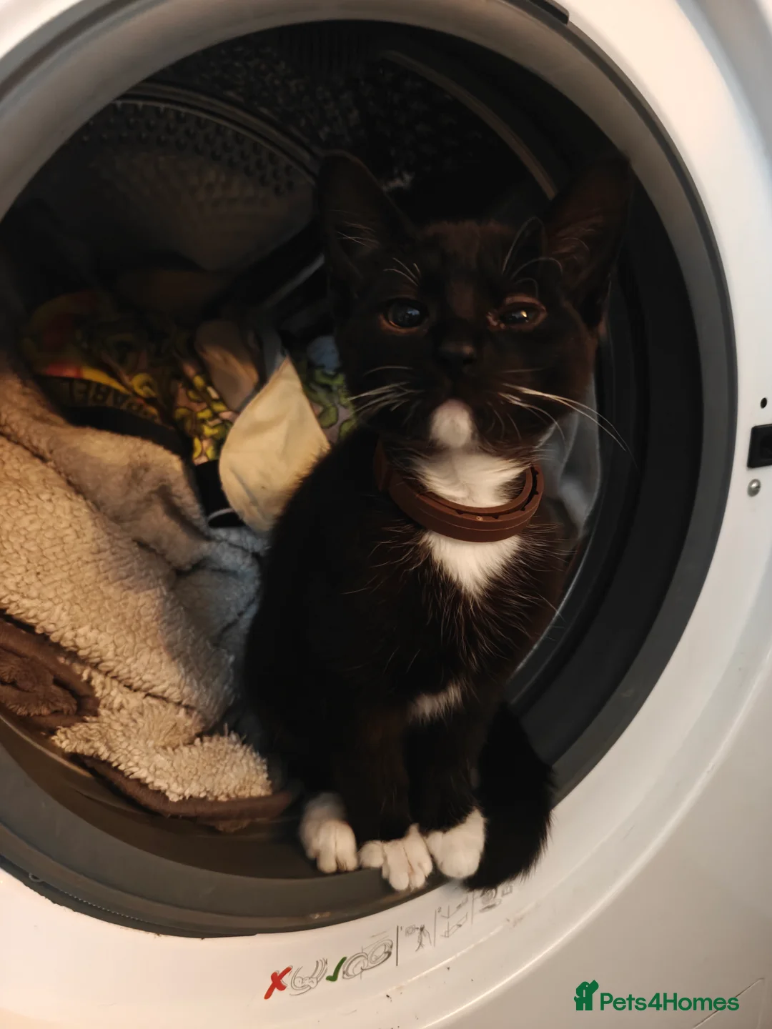 Mixed Breed cats for sale: Adorable kittens - Advert 2
