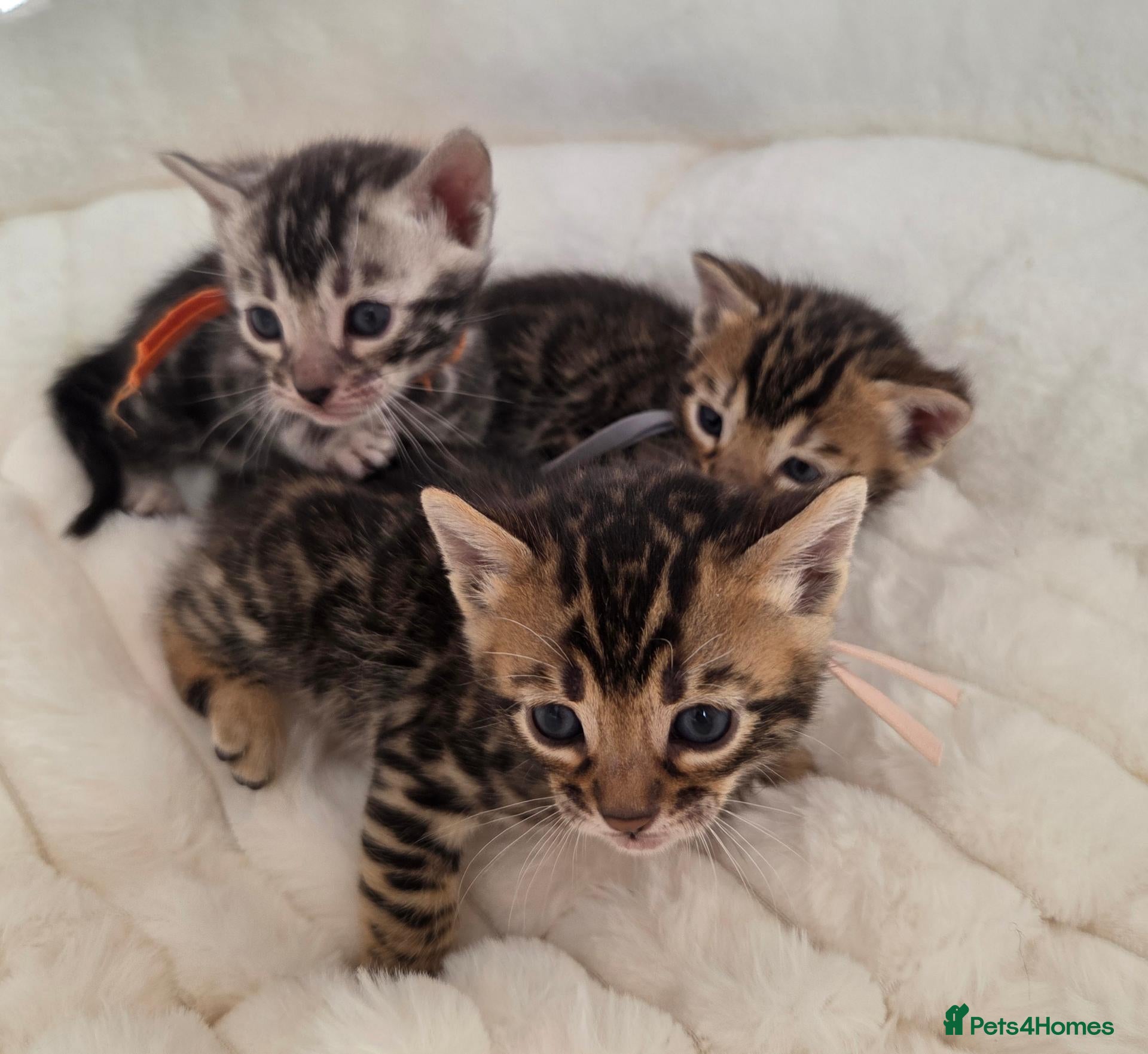 Bengal cats for sale:  Purebred TICA Registered 3 Bengal Kittens 🐾 - Advert 1