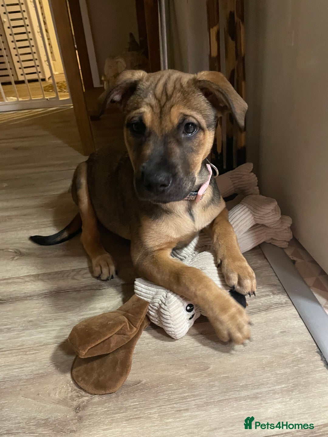 Mixed Breed dogs for sale: Beautiful bullmastiff x German shepherd pup girl - Advert 3