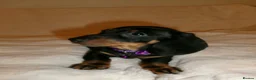 Miniature Dachshund dogs for sale: Adorable Puppies Ready for Loving Homes 🐾 - Advert 24