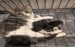 Mixed Breed cats for sale: Soft & Sweet Kittens 🩷💙 - Image 4