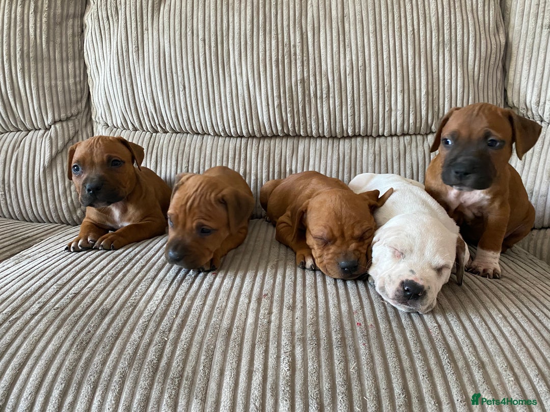 Staffordshire Bull Terrier dogs for sale: Amazing Red Staffordshire bullterrier puppies - Image 7