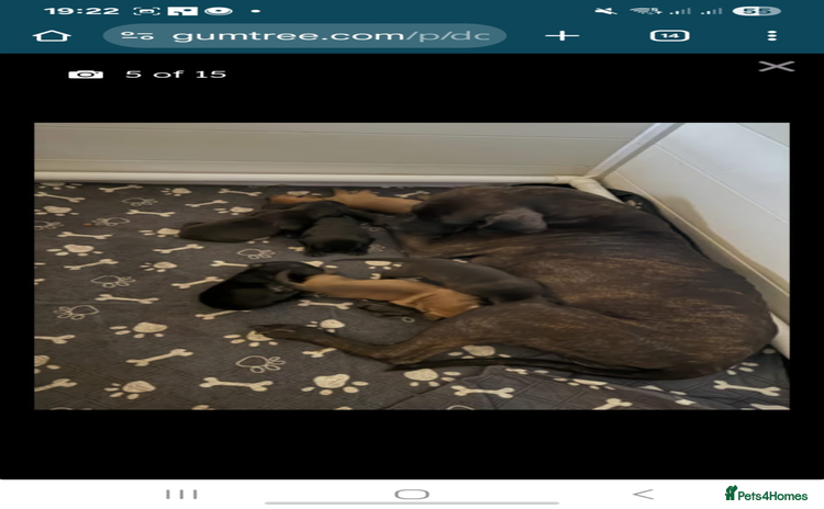 Mixed Breed dogs - Advert 7