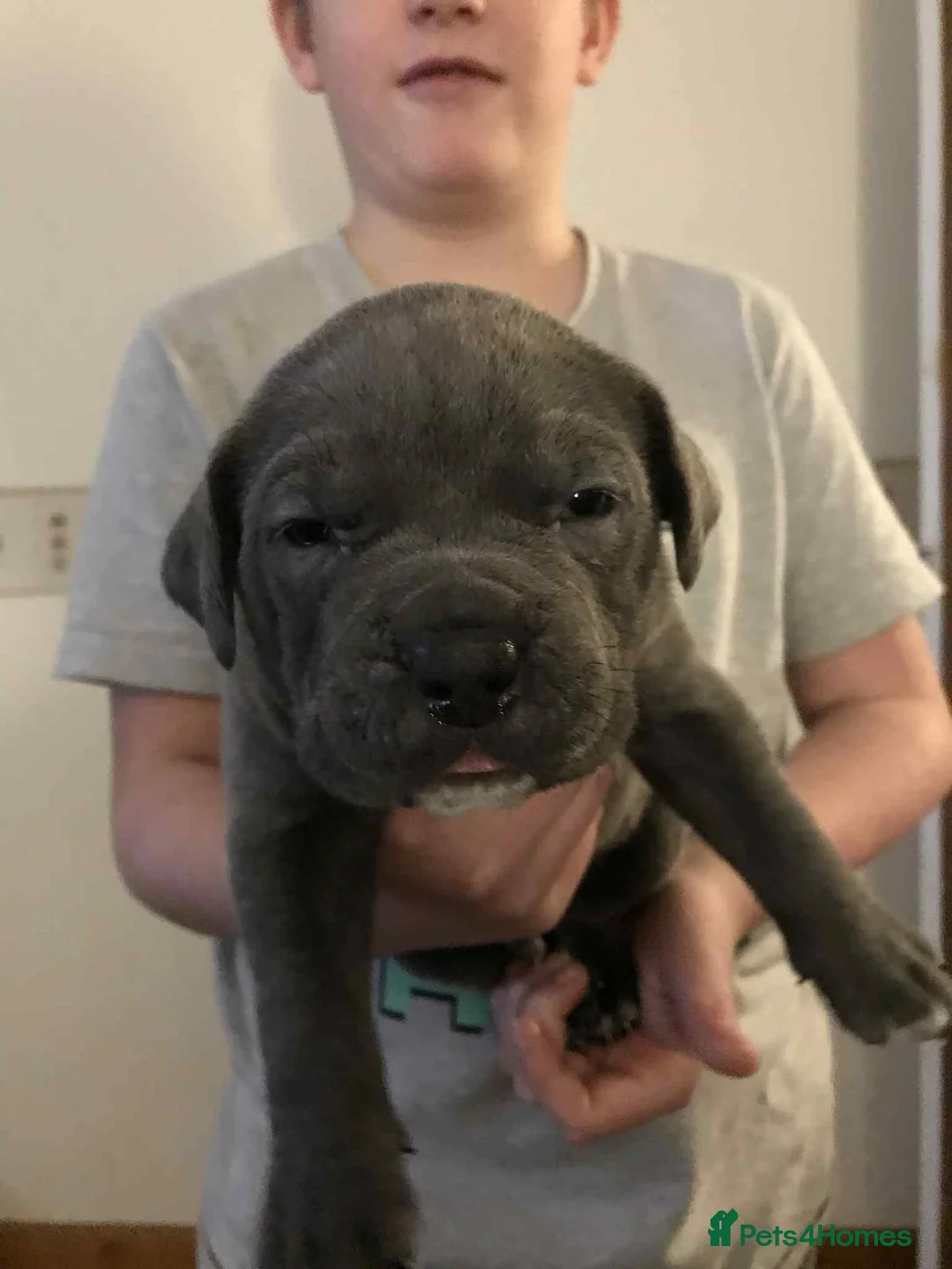 Mixed Breed dogs for sale: Pocket bully / Cane Corso pups  - Advert 22