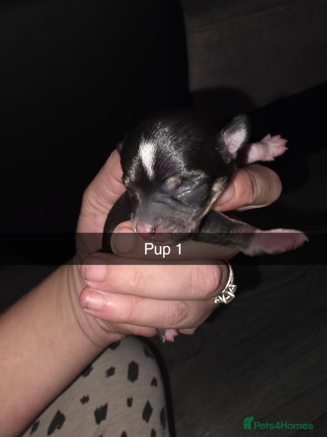 Chihuahua dogs for sale: 4 chihuahua girls - Advert 4