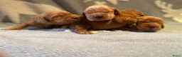 Cocker Spaniel dogs for sale: KC Reg Show Type Cocker Spaniel puppies - Advert 15