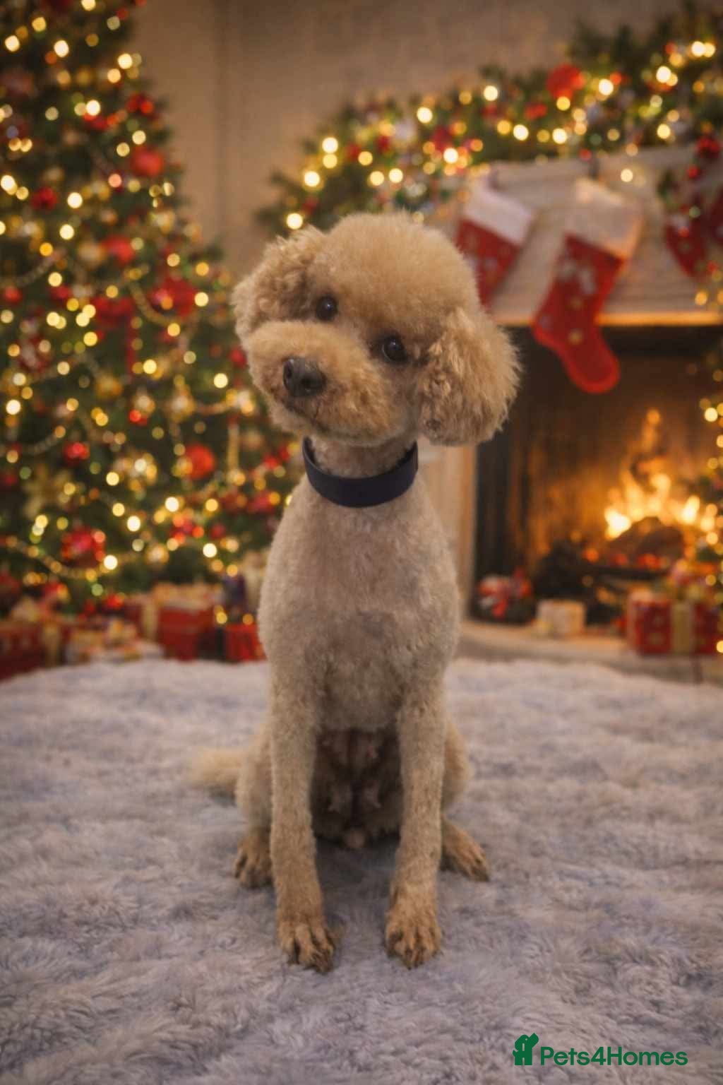 Toy Poodle dogs Kc toy poodle  - Advert 5