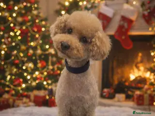 Toy Poodle dogs Kc toy poodle - Advert 22