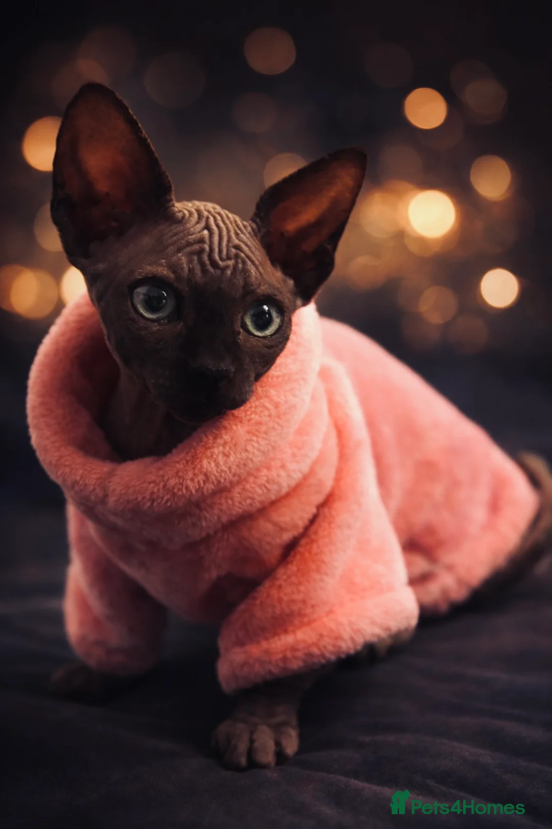 Sphynx cats for sale: Sphynx kitten - Advert 1