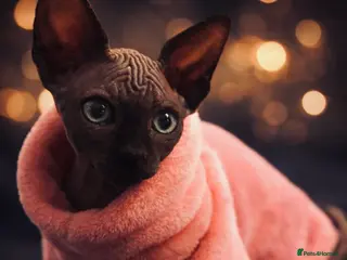 Sphynx cats Sphynx kitten - Advert 16